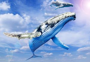 rwf_whale1