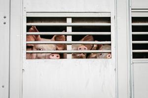 Pigs in Transport Truck