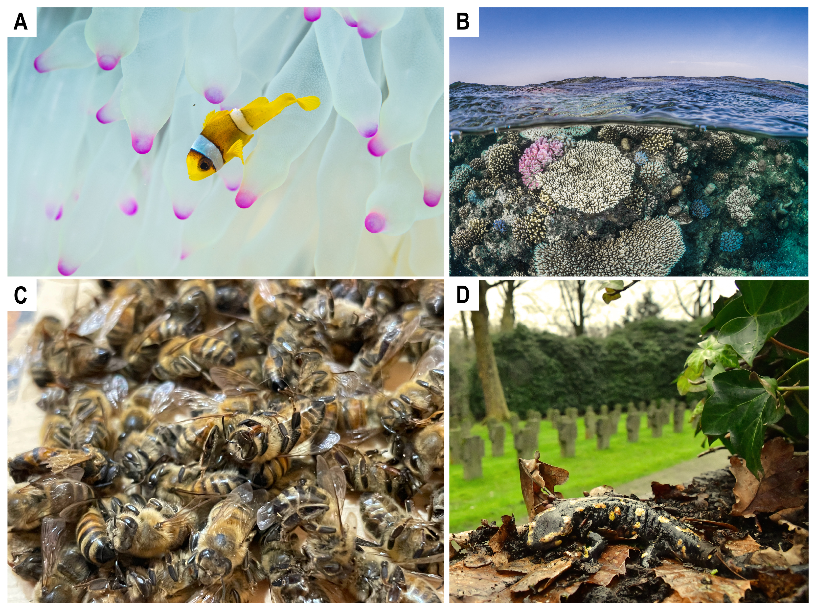 BMMO_SF1_JPEG-01_KAUST