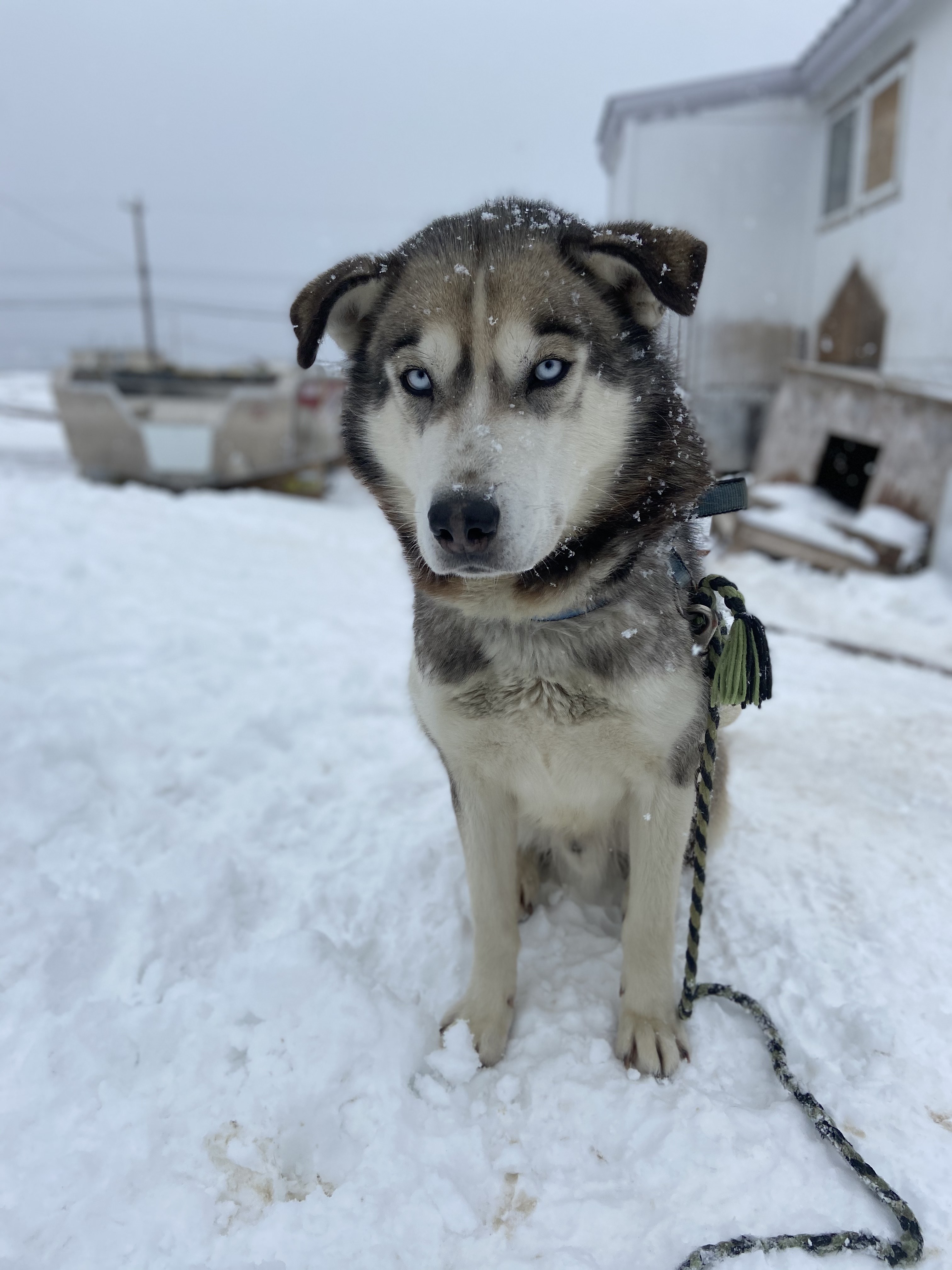 Access to rabies vaccinations for dogs is the cornerstone of rabies prevention and control