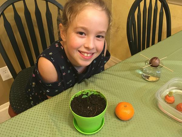 With kitchen compost scraps, orange, avocados and carrot starts can be created. 
At a time when parents may be looking for easy and inexpensive at-home activities, KidsGardening offers dozens of activities to connect your children with plants and nature.   Plant people?  Pressed paper?  It's all possible.

