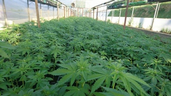 Rafarma Cannabis