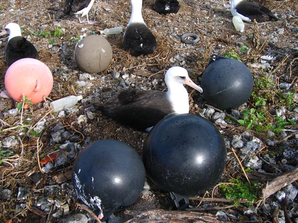 Albatross nesting in plastic