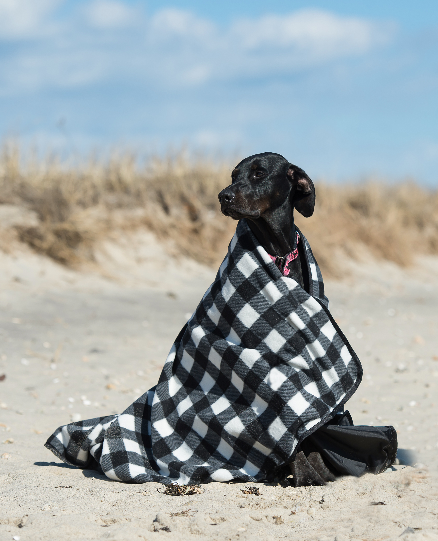 The Black Dog "ShelterU"