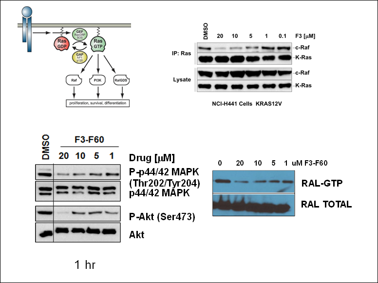 F3-8-60 inhibits RAS RAF interaction and blocks RAS Signaling