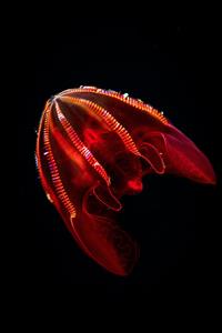 bloody-belly comb jelly