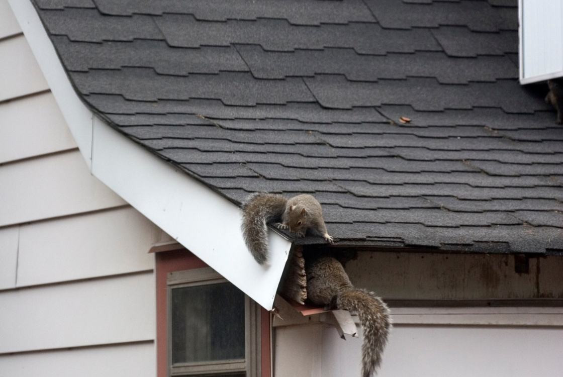 Alta Pest Control Launches New Service: Keeping Wildlife Animals Out of the Attic