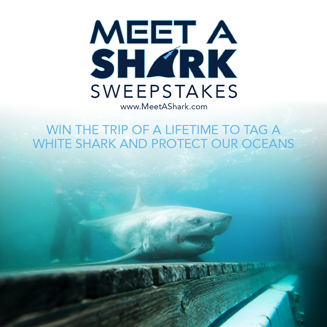 Meet A Shark Sweepstakes