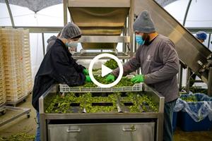 The Company has released a short video showing a compilation of on-site footage of various aspects of its 2021 Harvest season. The video can be watched by clicking the thumbnail above, or by clicking here.