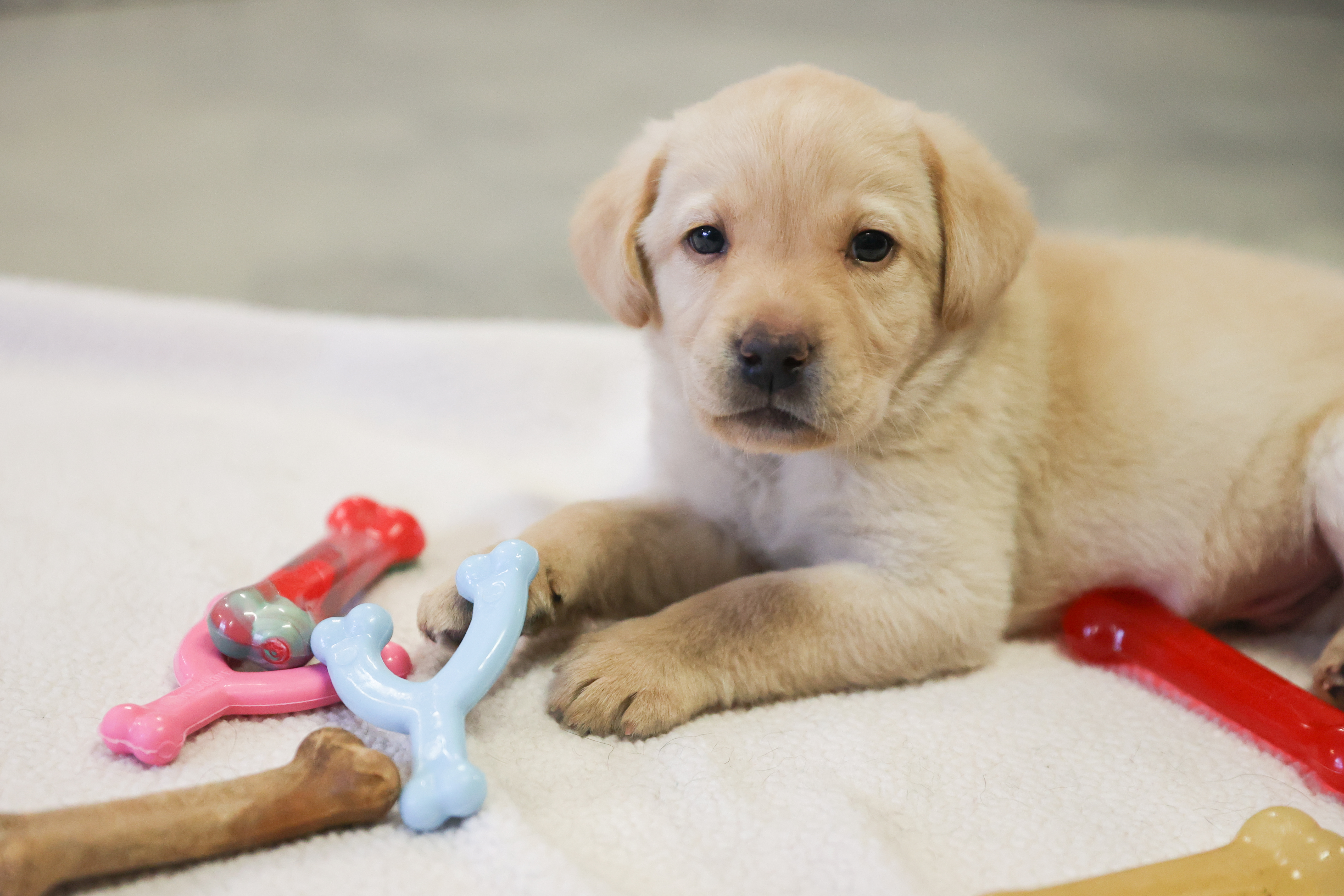 Future Guide Dog Puppy Poses with Nylabone chew toy donation