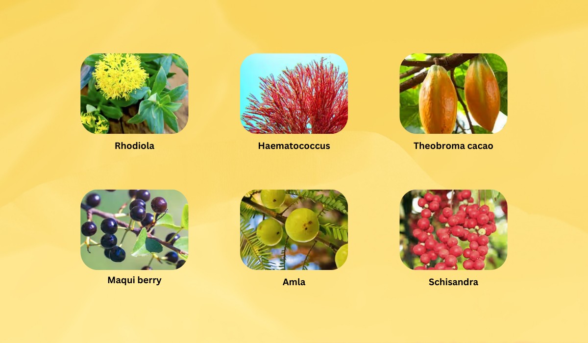 Mitolyn Ingredients