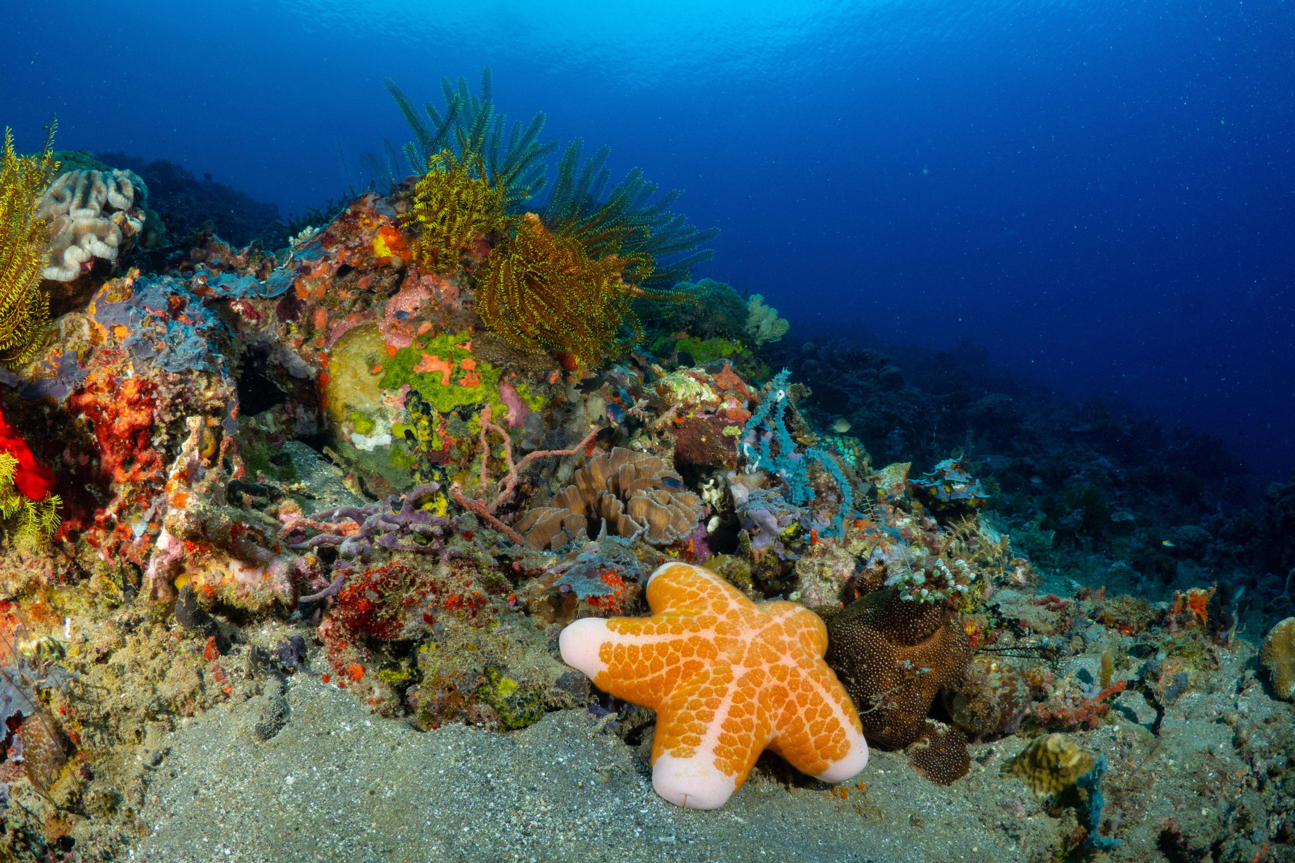 Panaon Island Biodiversity