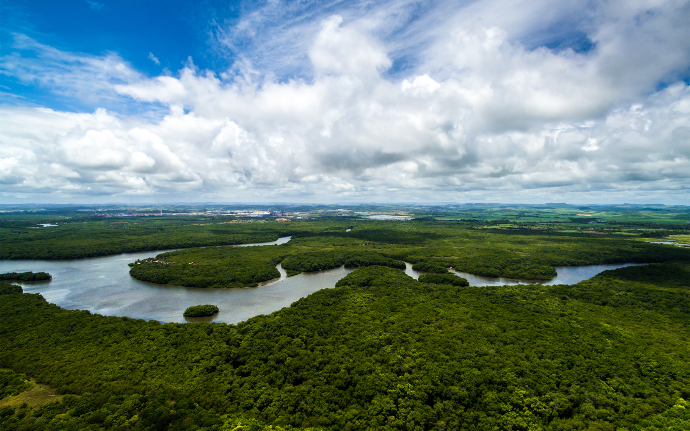 Amazon rain forest