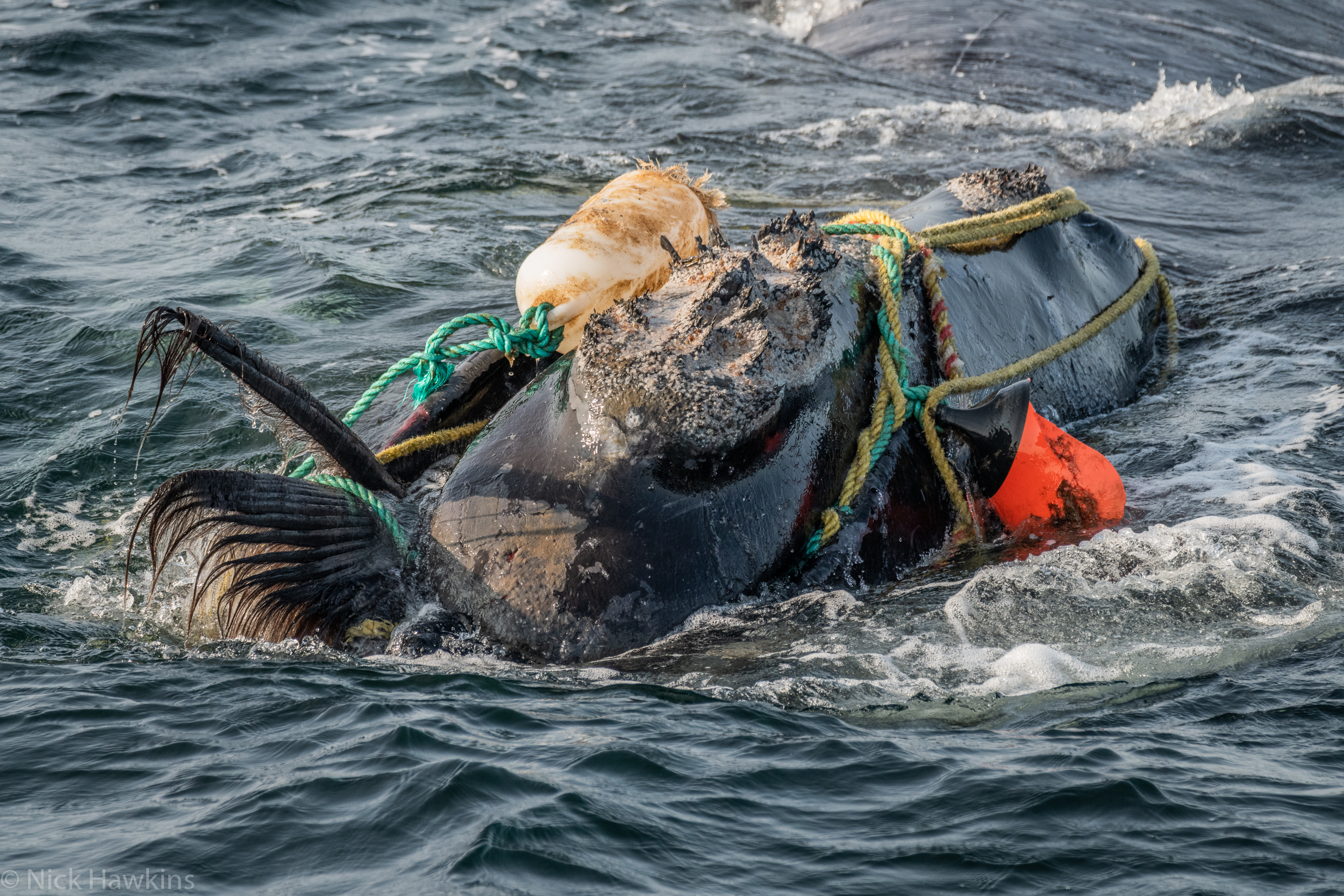 North Atlantic right whale/Nick Hawkins