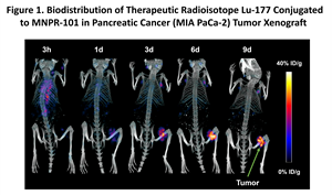 Biodistribution of Therapeutic Radioisotope Lu-177 Conjugated to MNPR-101 in Pancreatic Cancer (MIA PaCa-2) Tumor Xenograft