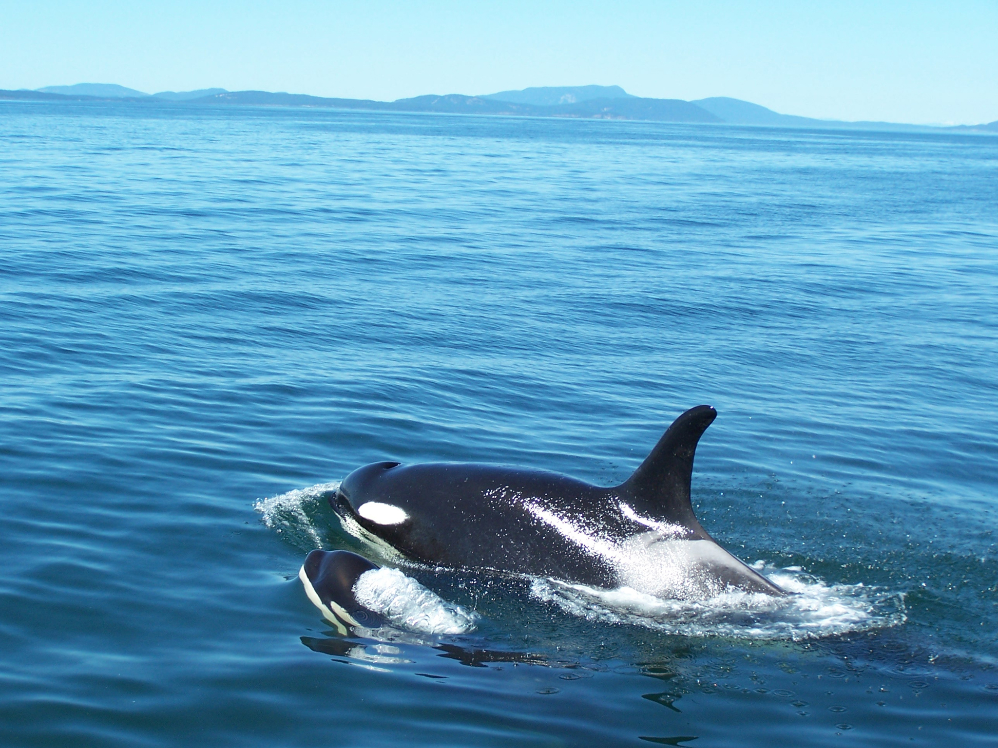 Orca & Baby At Deception Pass