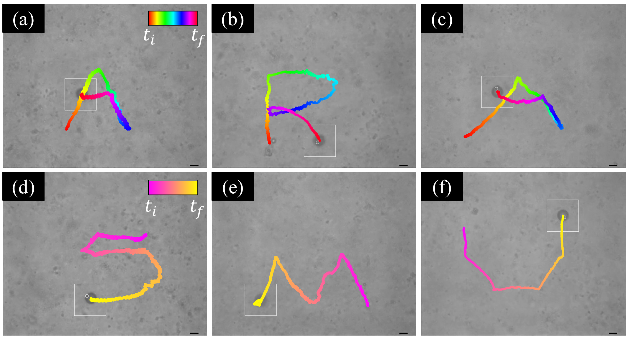 Microparticles