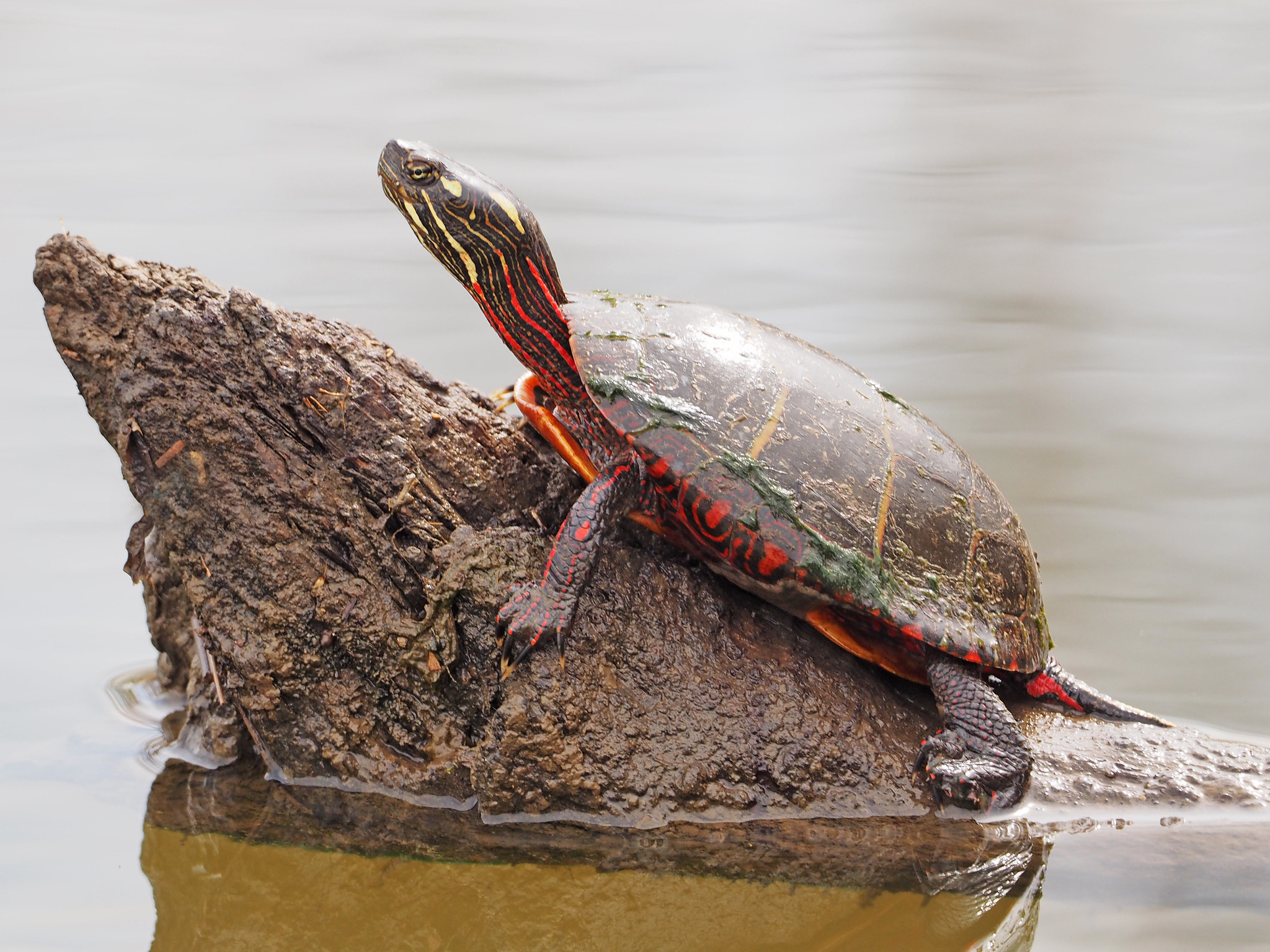 Eastern painted turtle © Judy Gallagher