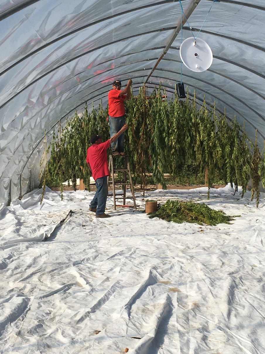 Hemp Harvest Sept. 16