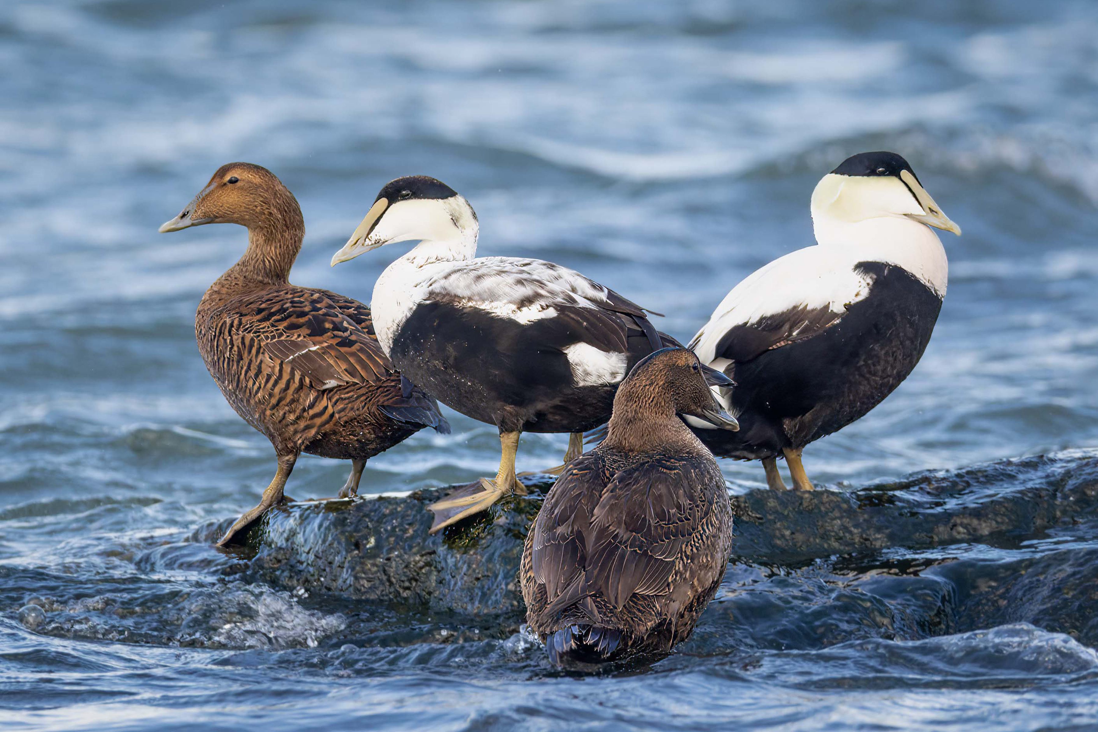 Deux couples d'eiders à duvet