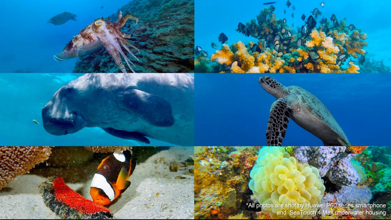 Marine life captured using DIVEVOLK