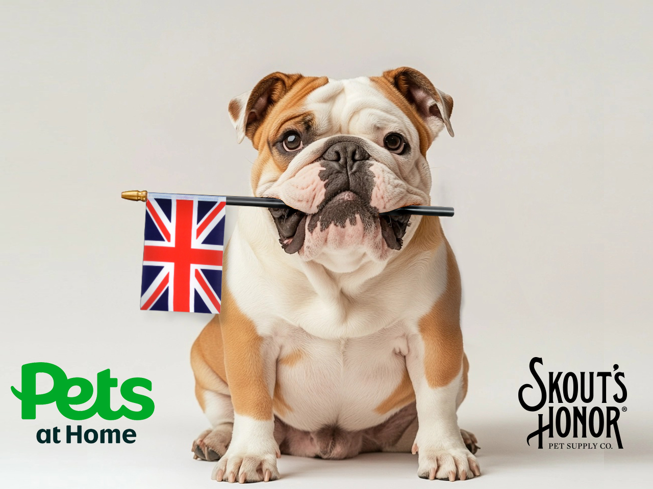 Pets At Home Skouts Bulldog 2 (1)