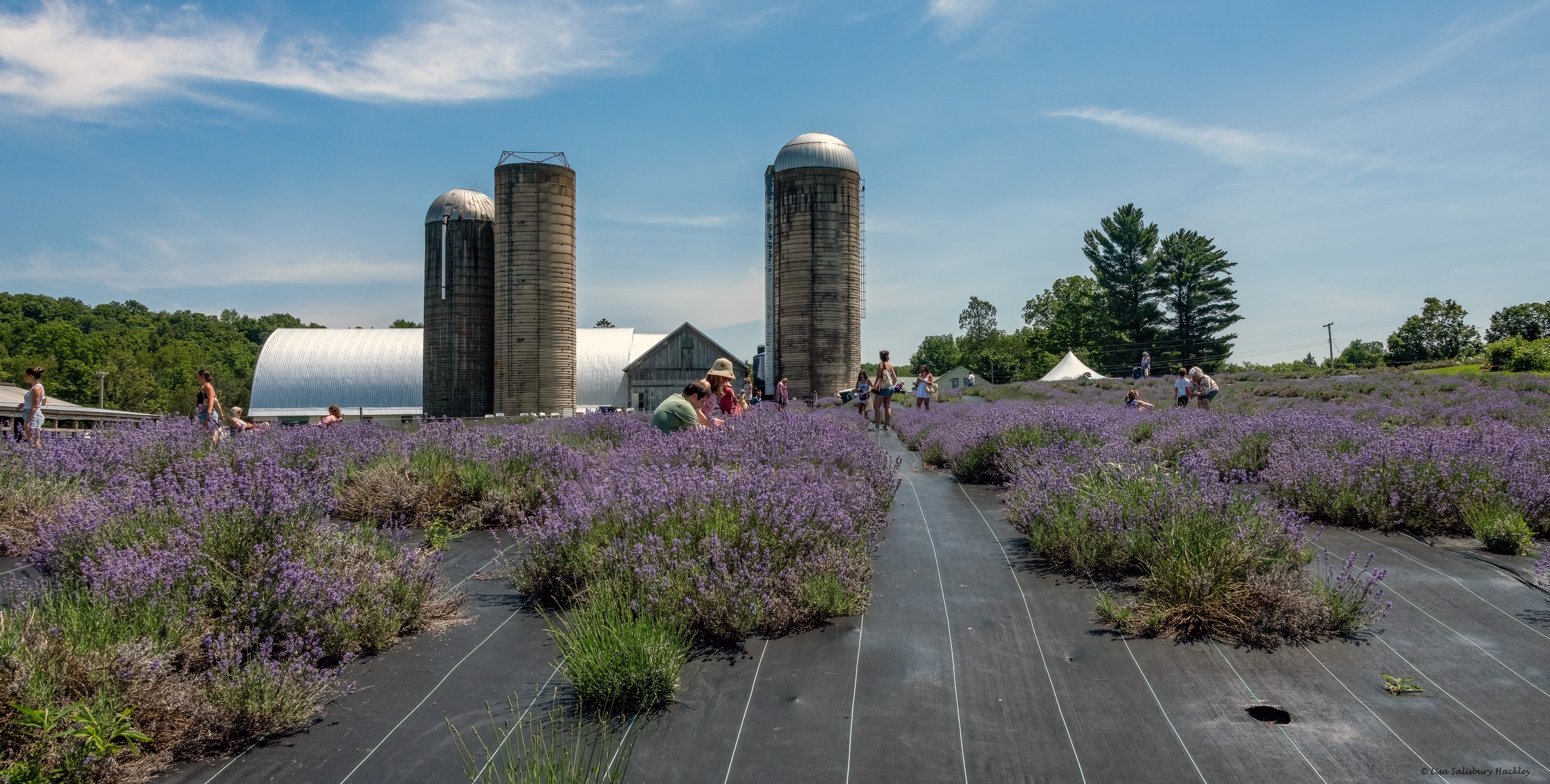 Farmstead 1868, Lavender Festival 