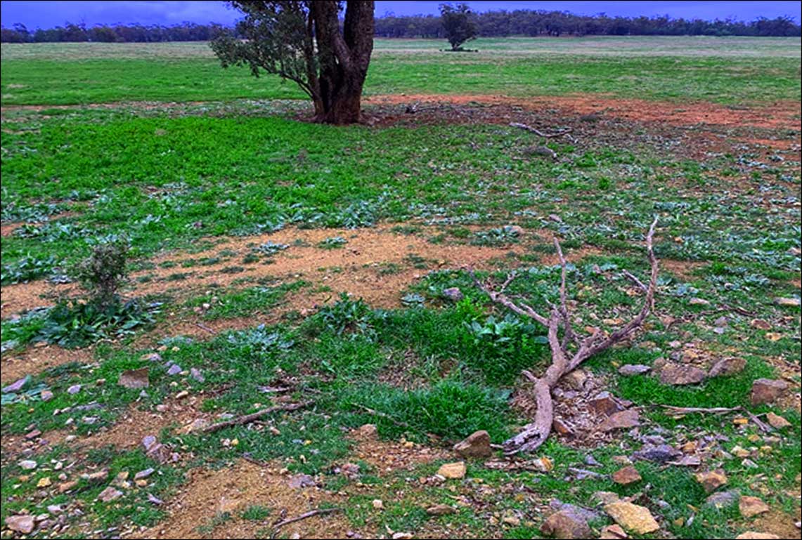 Fig-1-AIS-Resources-Verifies-Yalgogrin-Assay-Results