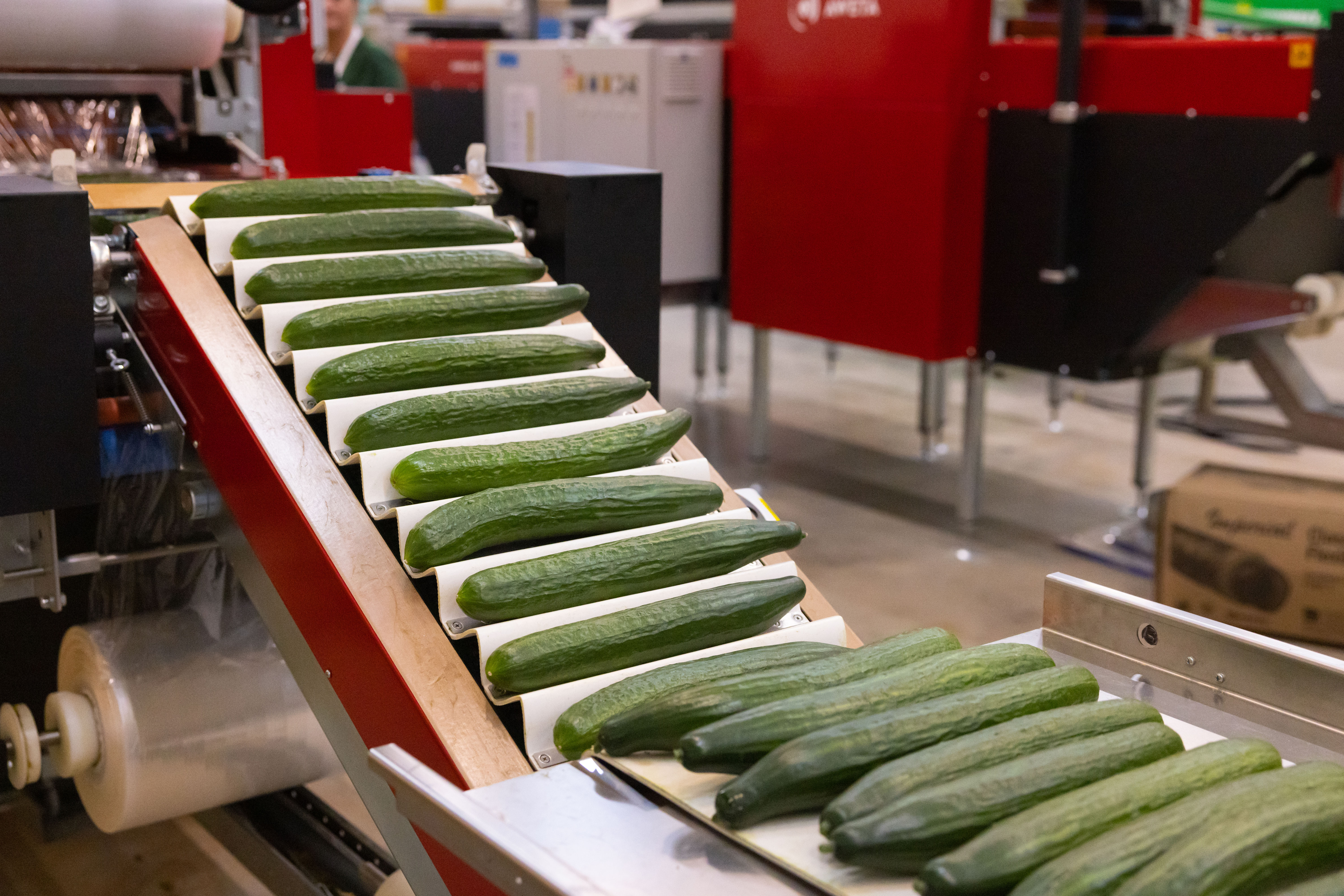 Long English cucumbers from AppHarvest Somerset 