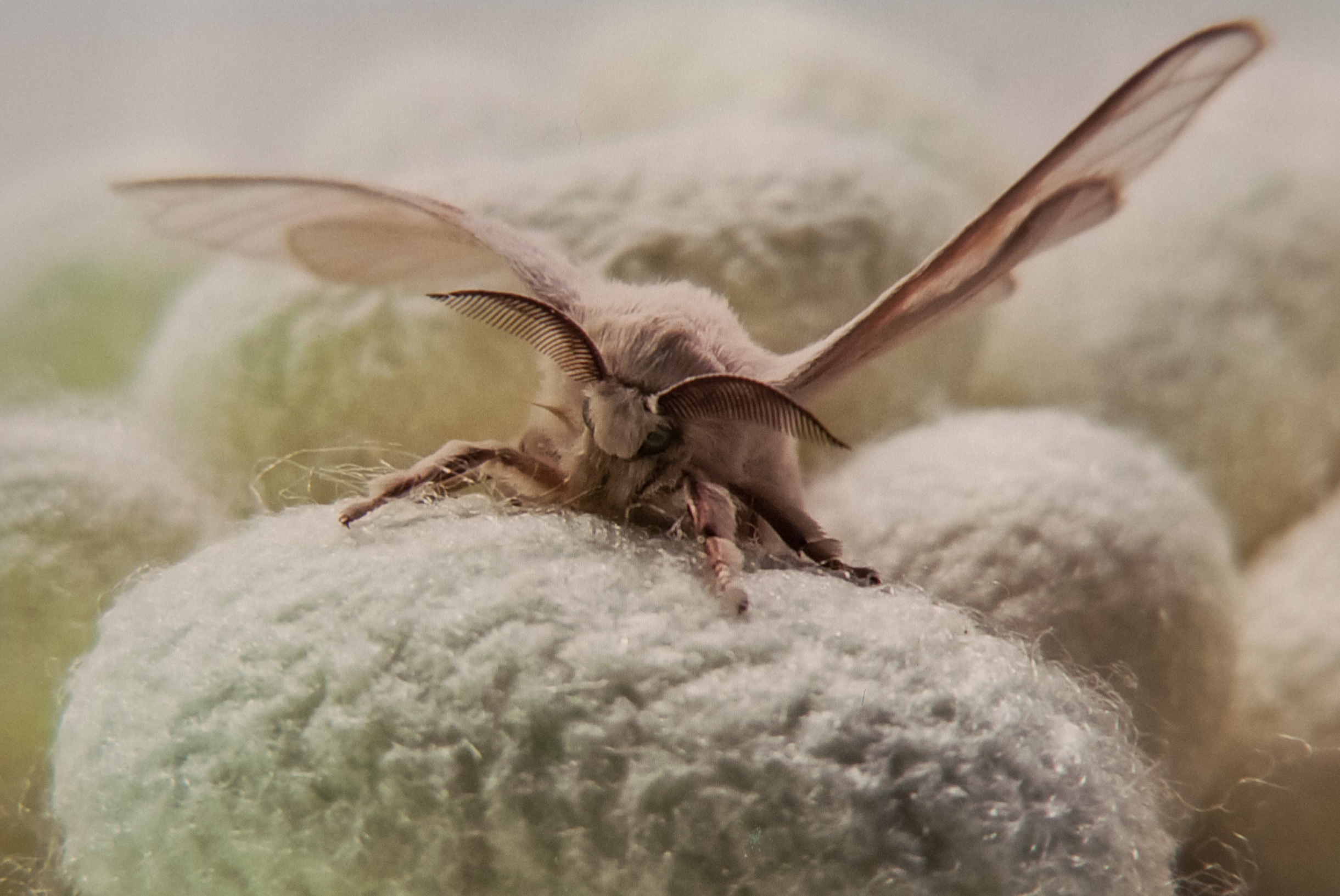 Kraig Labs Dragon Silk Silkworm Moth 