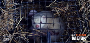 Minks Are Superspreaders Act