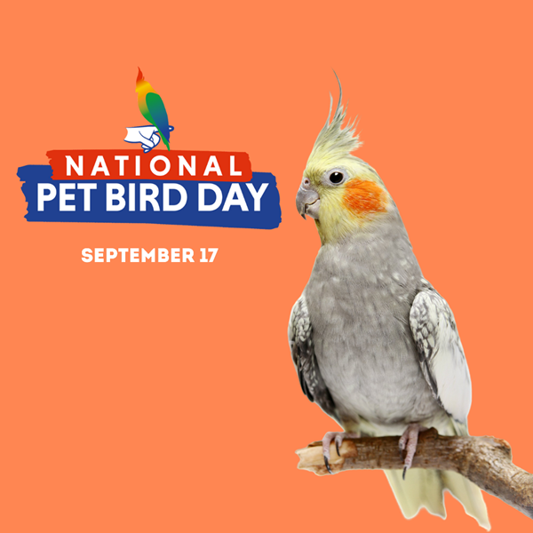 National Pet Bird Day - September 17