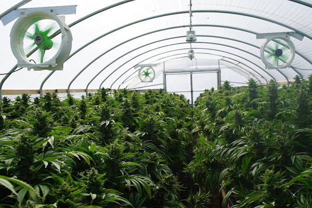 Medical Cannabis IOT Irrigation and fertilization system