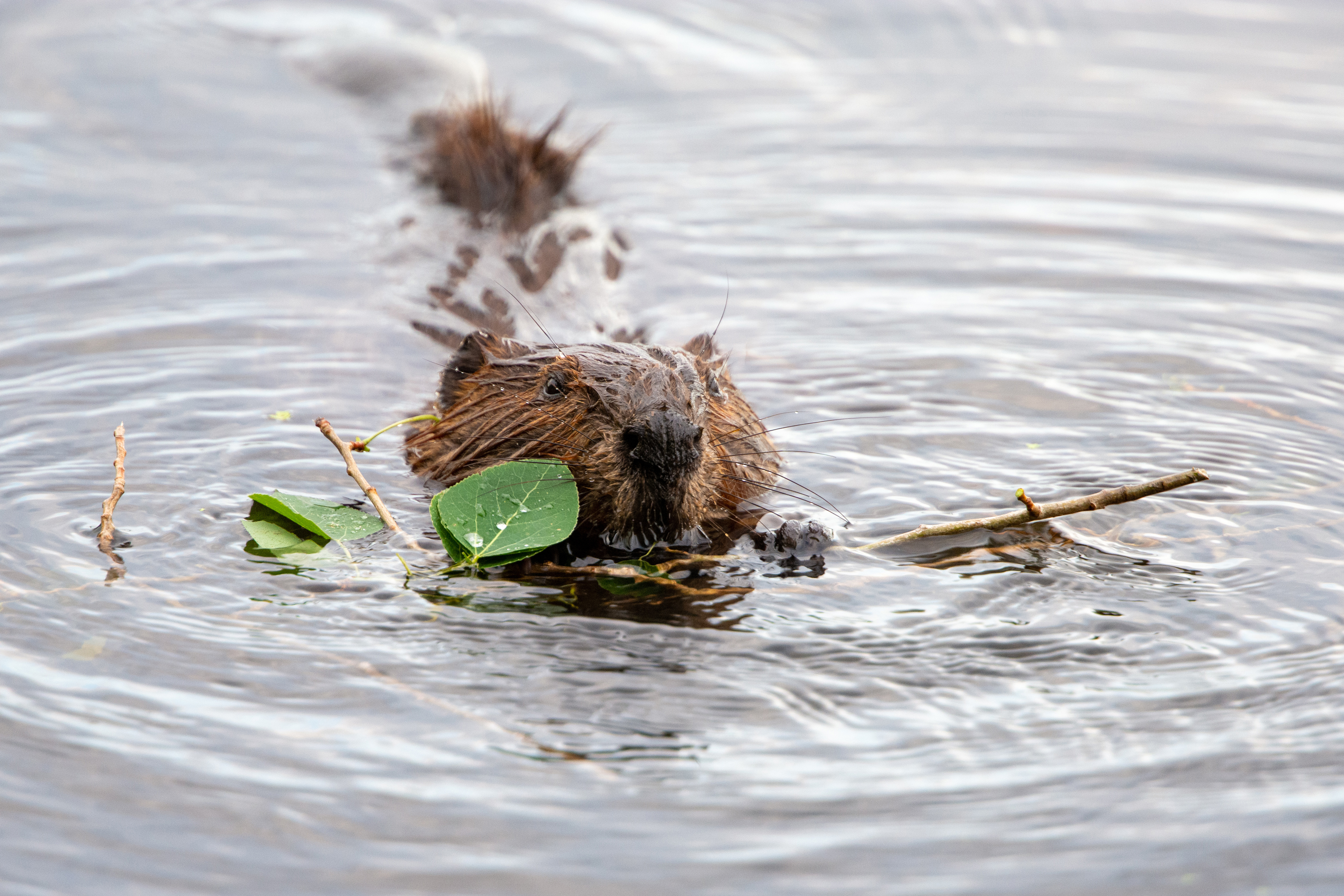 Inspired by Beavers, Ducks Unlimited Canada builds organization’s first Beaver Dam Analogue: Beaver Dam Analogue