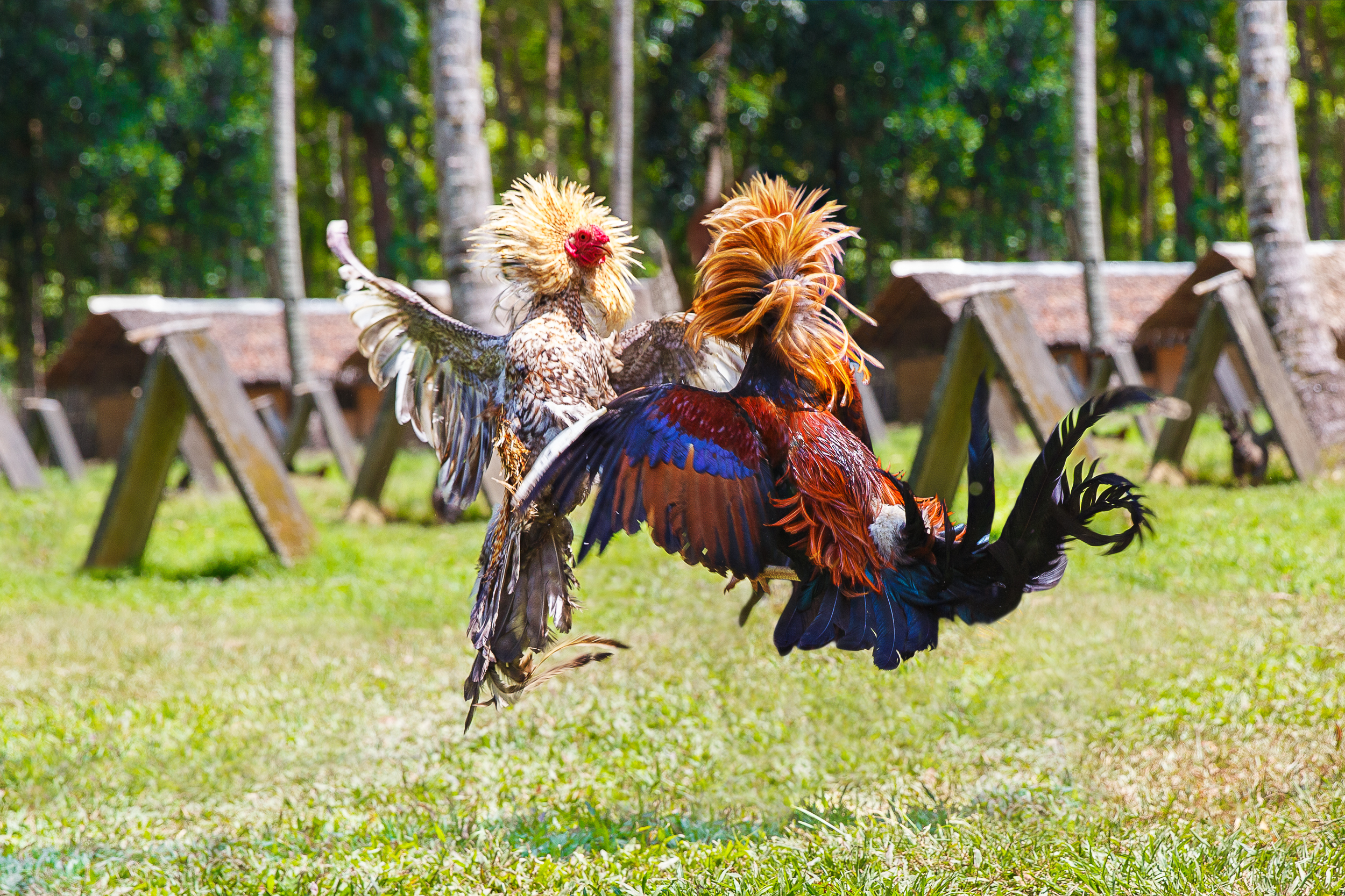 Philippine traditional cockfighting competition on green grass.