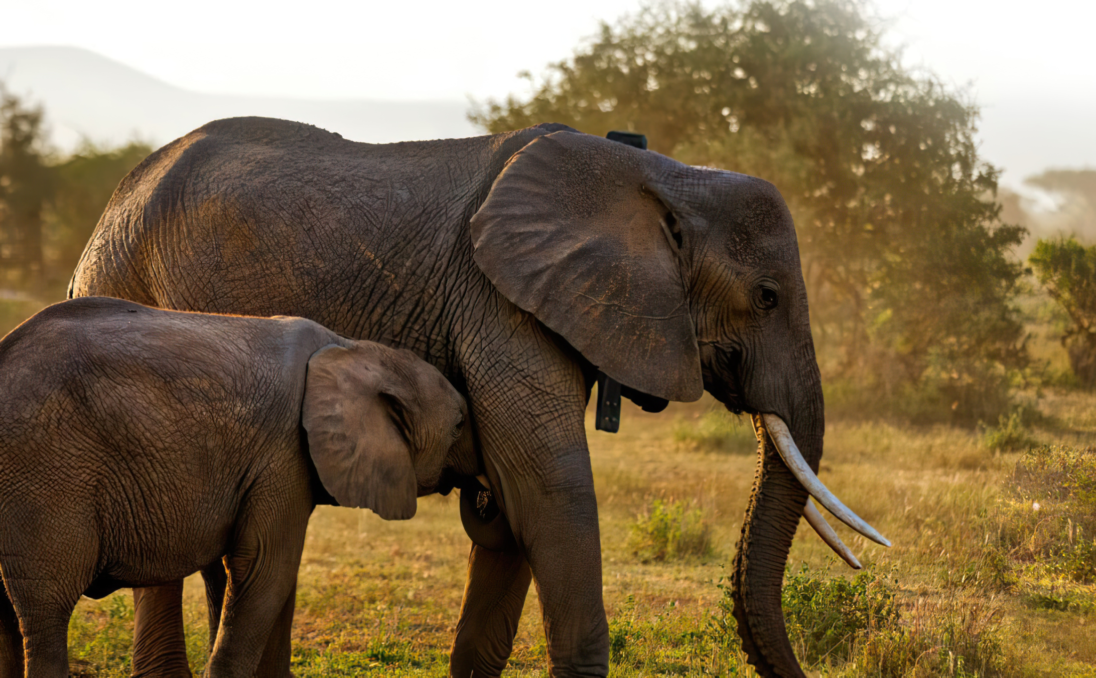 ORBCOMM and Africa Wildlife Tracking (AWT) in Action