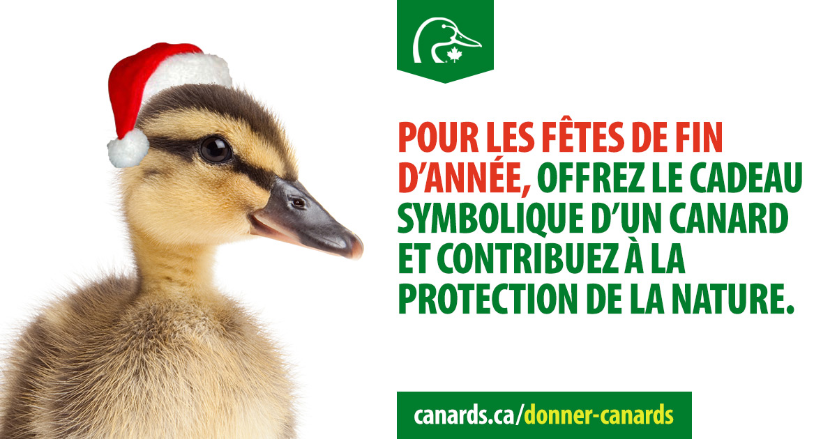 Faites un don pour un canard