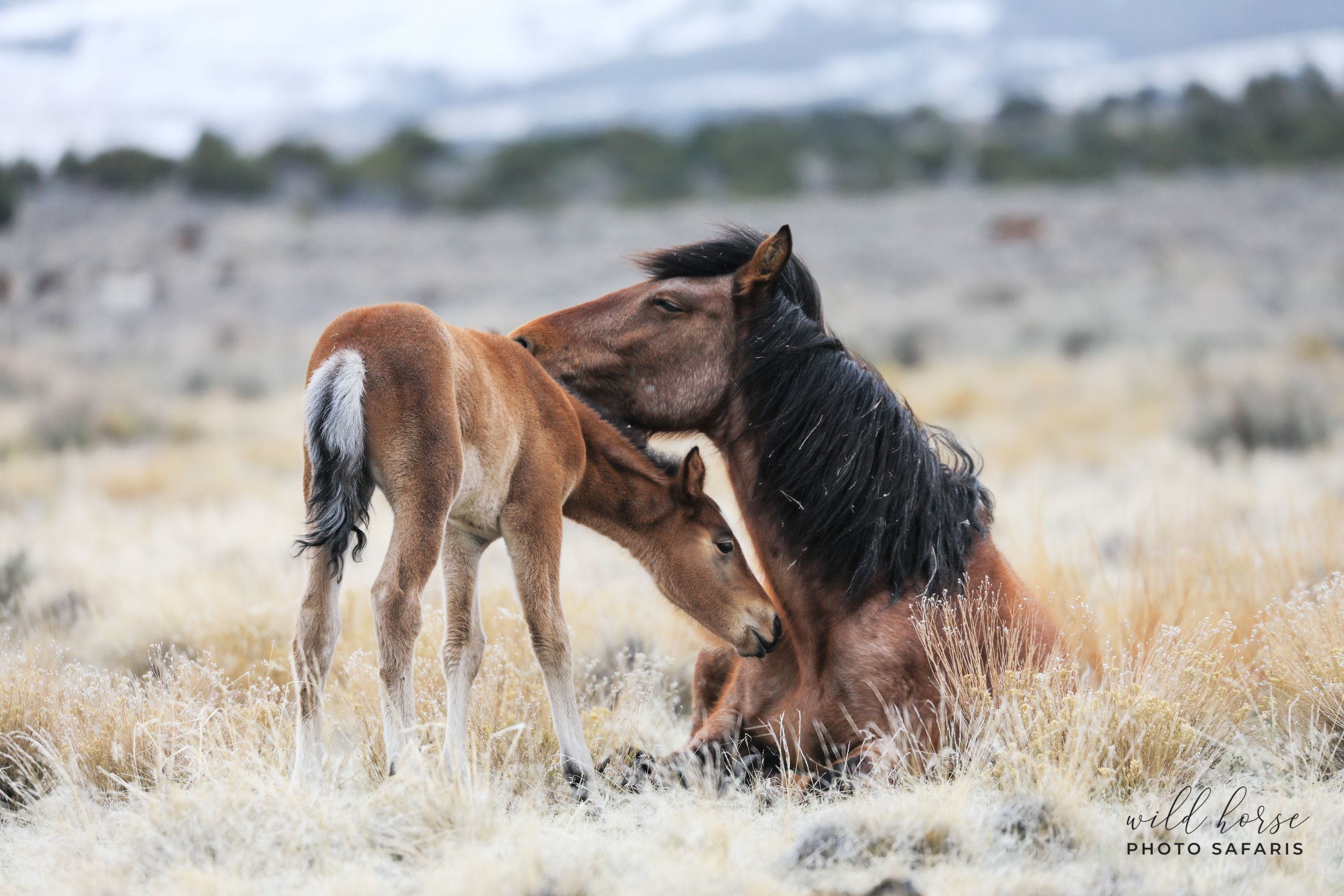 Onaqui mare and foal on federal lands | Photo: Jen Rogers, Wild Horse Photo Safari 