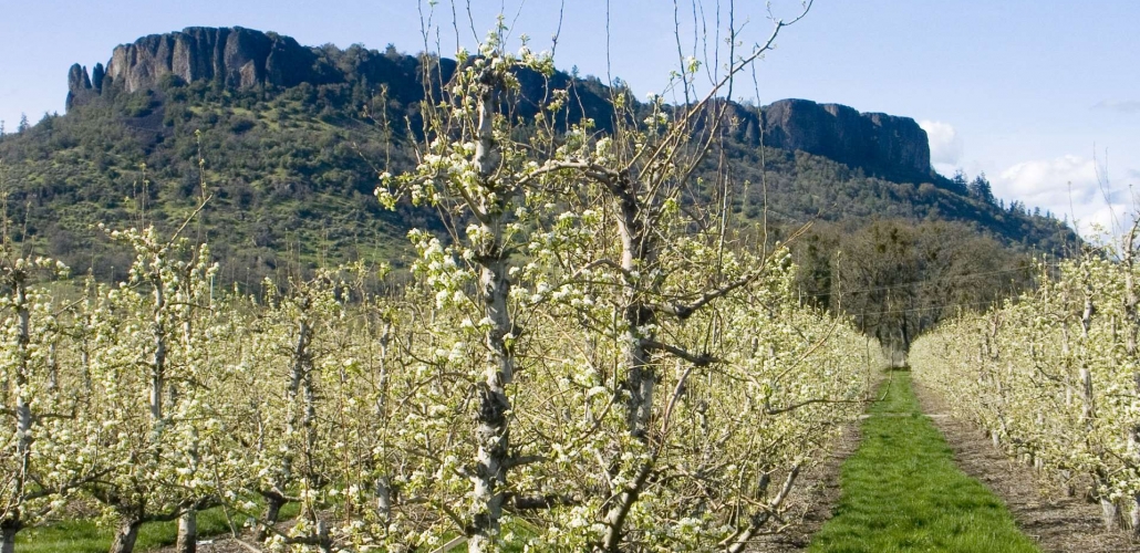 Naumes Pear Farm