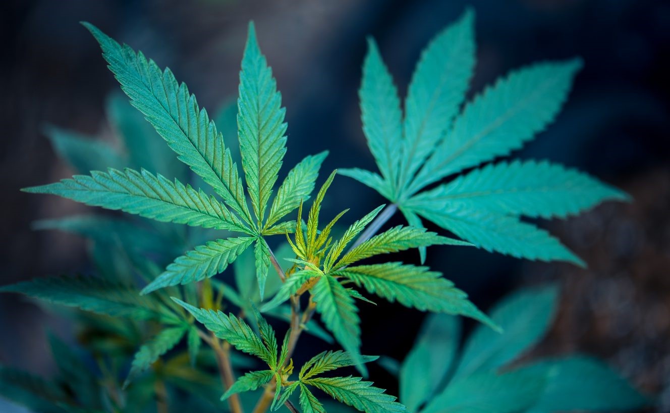 Medical Cannabis IOT Irrigation and fertilization system