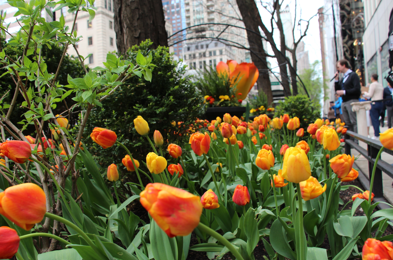 Get ready for a vibrant show! The Magnificent Mile Tulip is a stunning flower with silky rich yellow petals and a tangerine orange blush, bordered by a thin, soft red edge. The Magnificent Mile Tulip's color intensifies as it matures, offering a dynamic visual experience that keeps you captivated from bloom to final flourish.