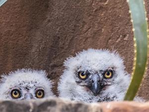 Owlets in nest, 2023