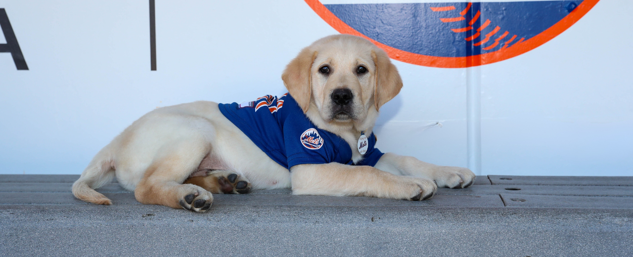 The New York Mets were the first-ever MLB team to raise a future service dog with America’s VetDogs.