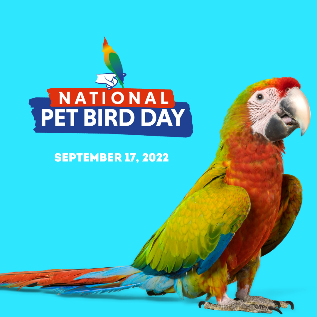 National Pet Bird Day