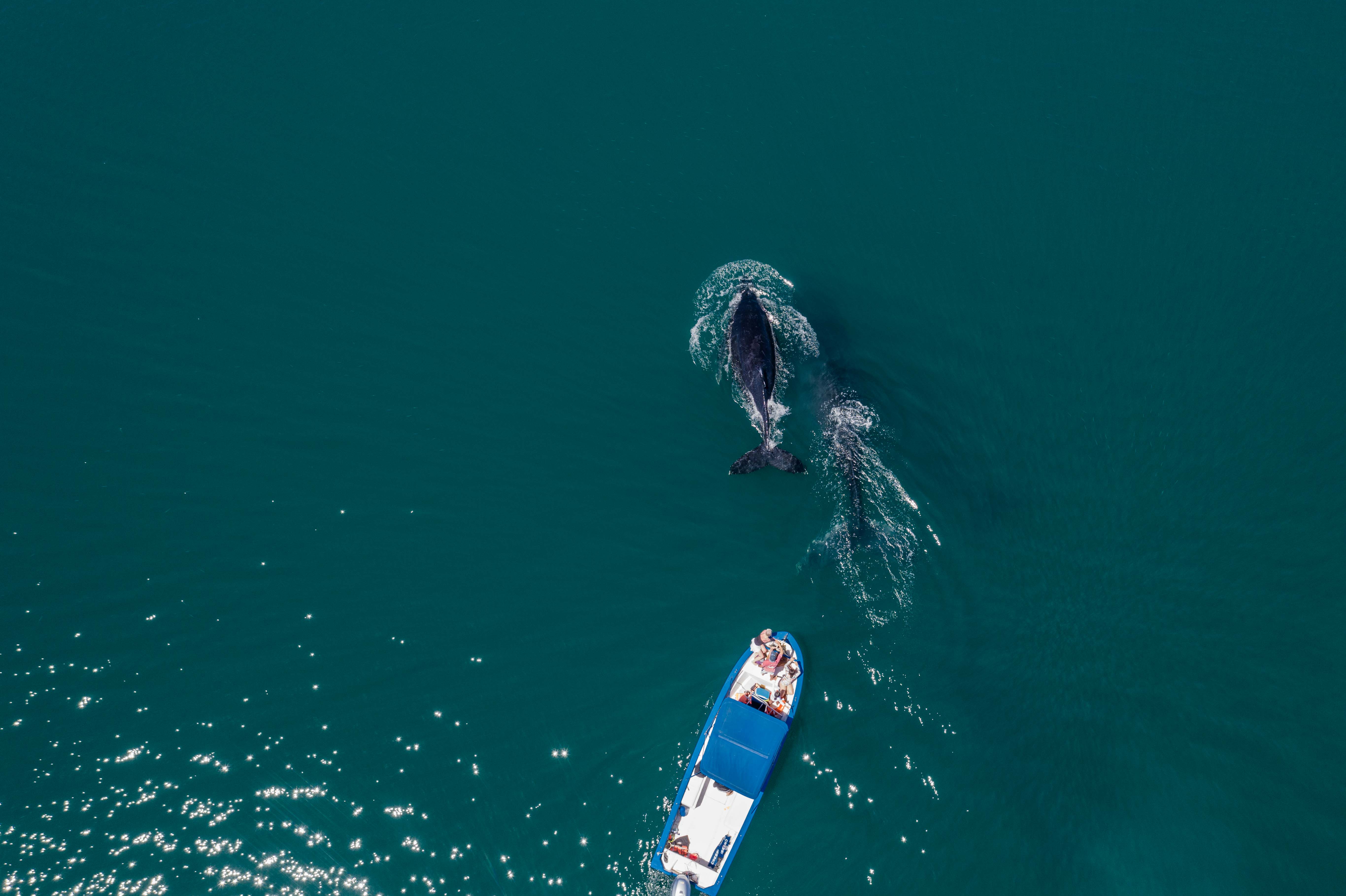 Embark on an unforgettable journey-witness the wonders of whale watching in the breathtaking waters of La Paz, Baja California Sur