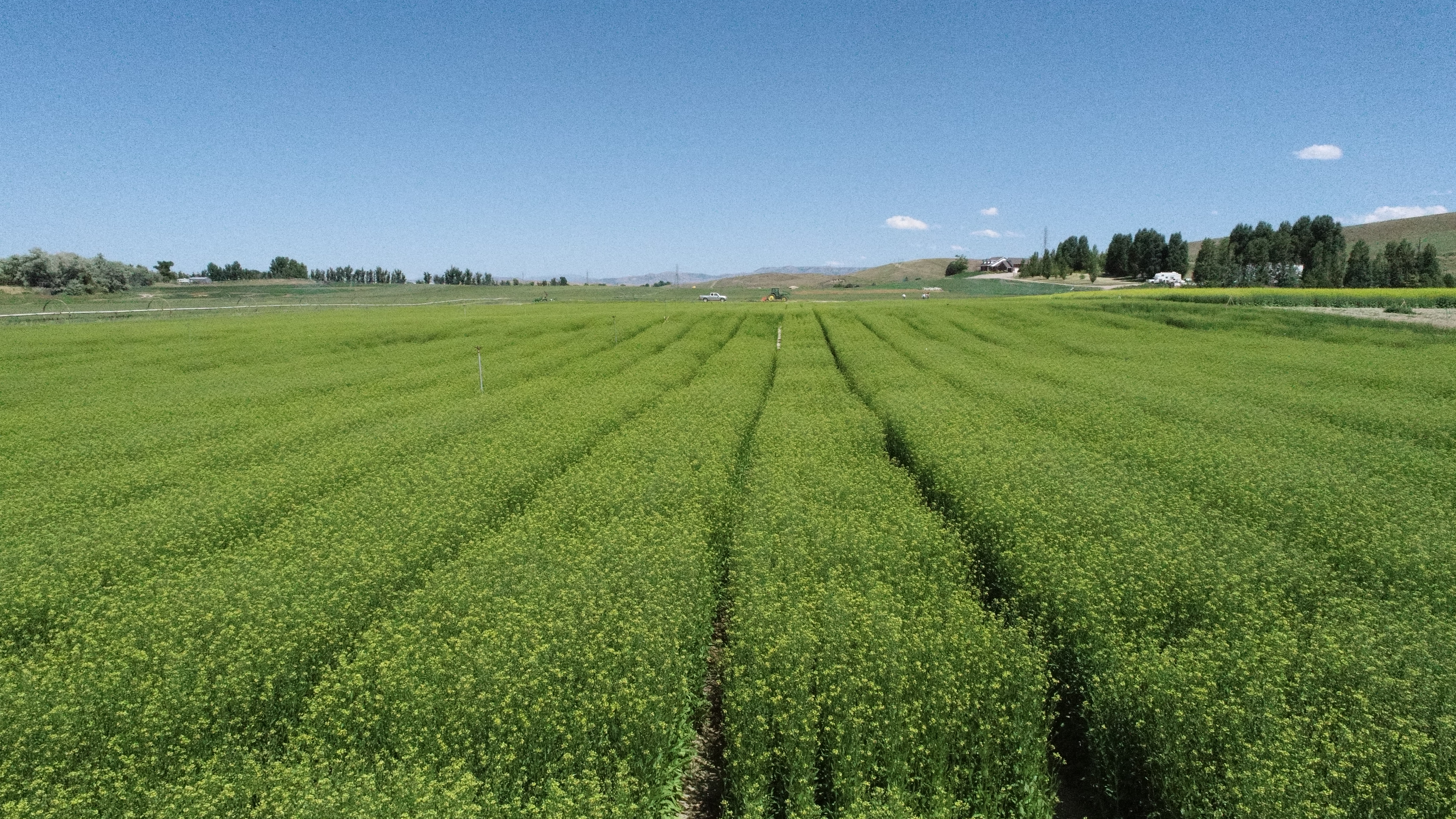 Camelina containing the omega-3 EPA trait growing at acre-scale in the U.S. in spring 2023.