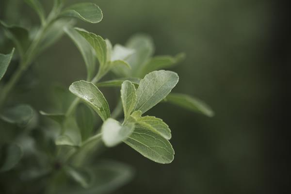 Stevia plants