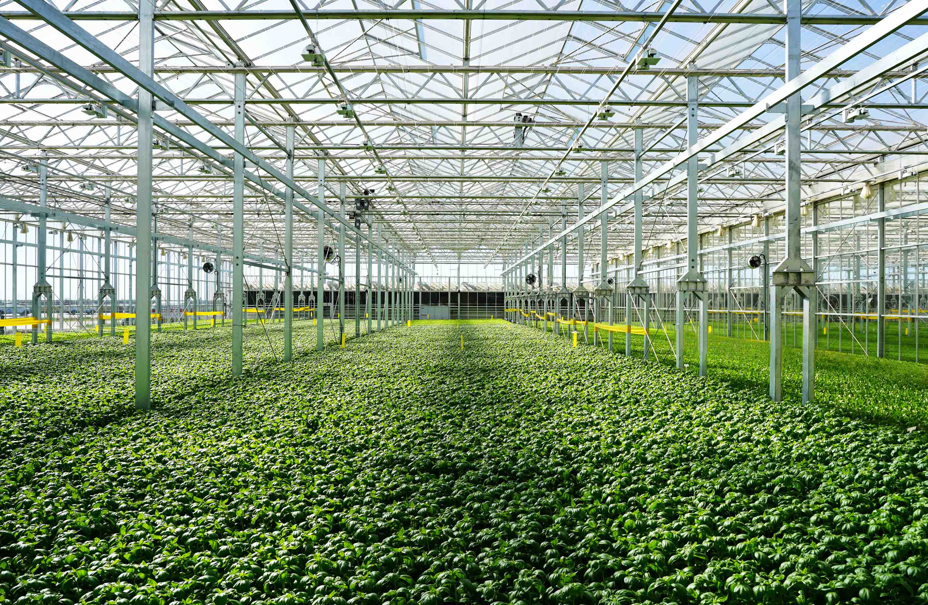 Gotham Greens Greenhouse