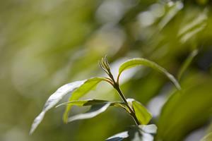 Lemon Myrtle - Australia's favorite native botanical