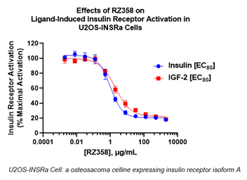 Effect of RZ358 on Ligand-Induced Insulin Receptor Activation in U2OS-INSRa Cells